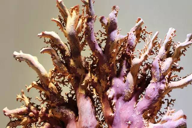 阿卡红珊瑚一颗多少克,阿卡红珊瑚一克多少人民币