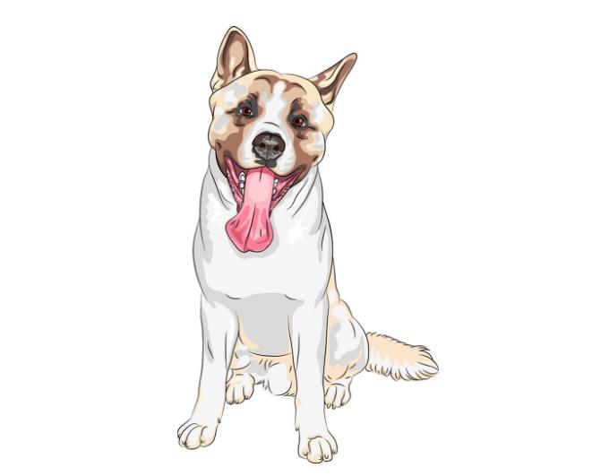 2020年的虎马狗是贵人吗,生肖虎马狗在一起谁的财运会更好