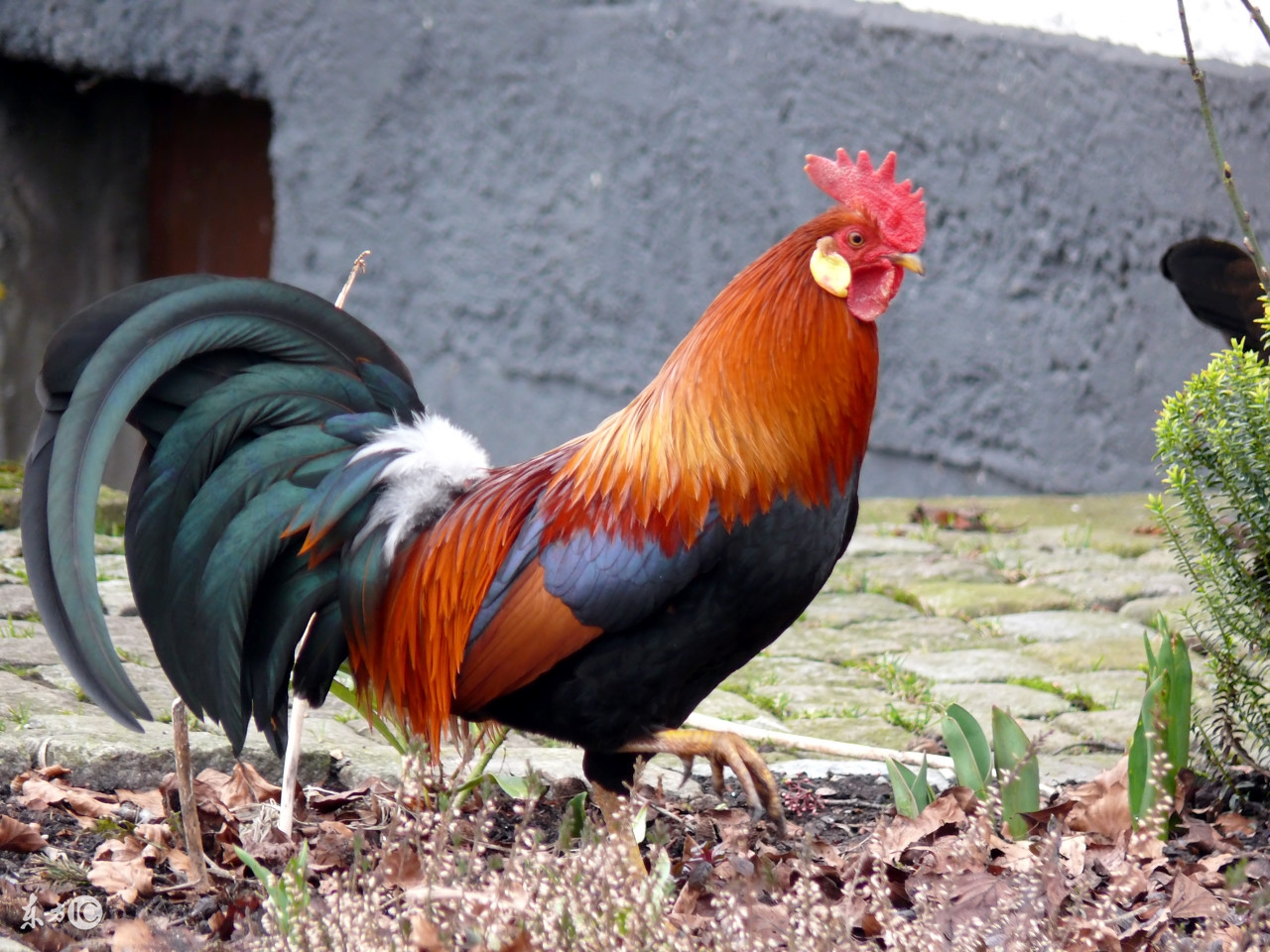 属鸡的人11月份的财运,属鸡的人1月份财运