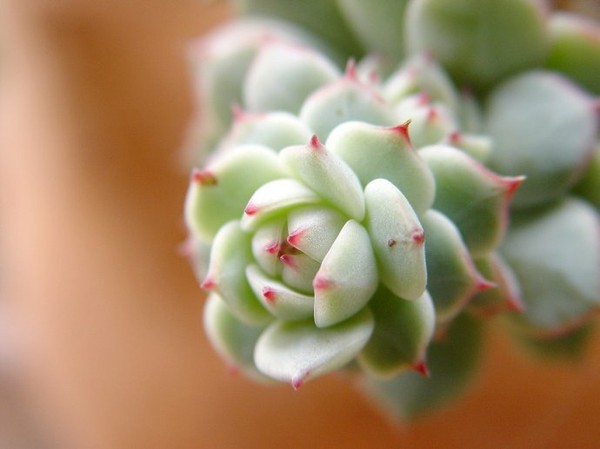 盘点价格贵的离谱商品,盘点贵的离谱的植物