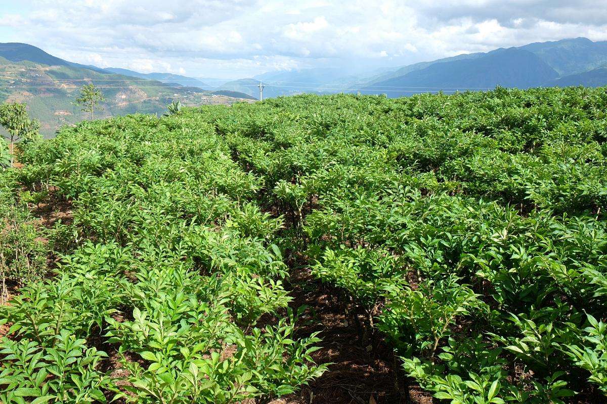魔芋豆腐一年四季都有吗,魔芋豆腐适合什么季节吃