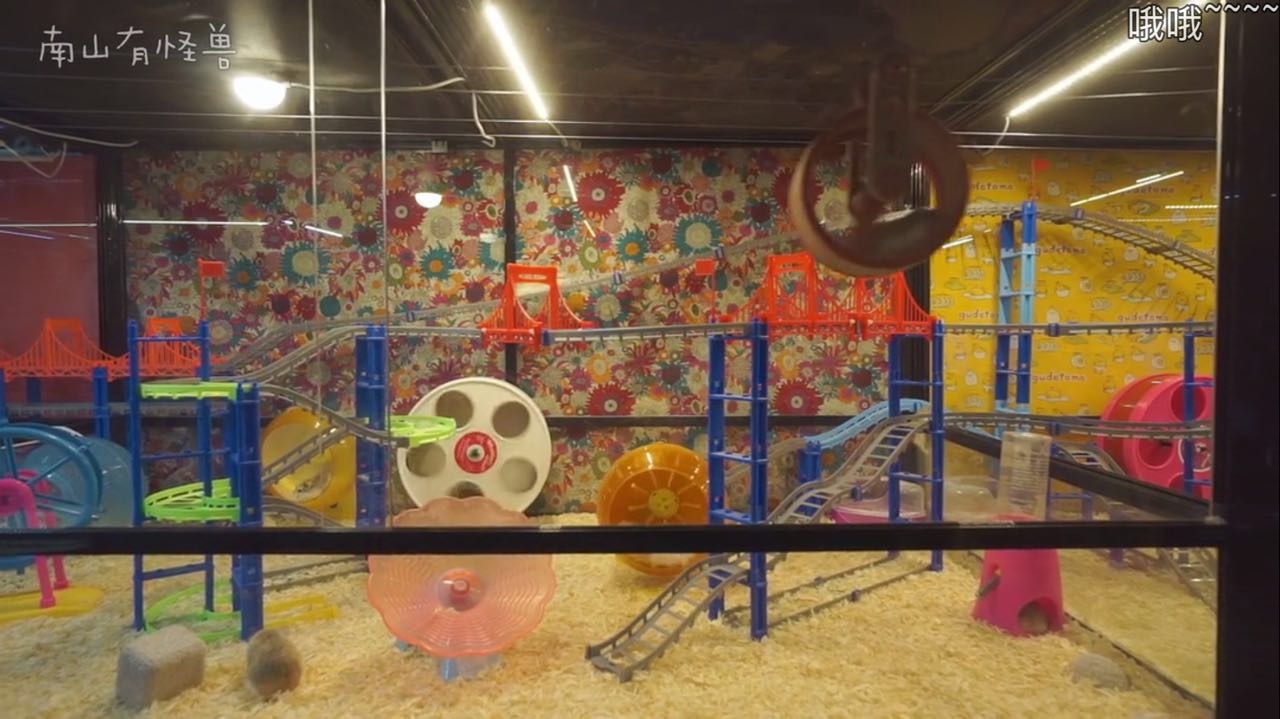 惊喜日三：跟着养仓鼠大神-南山有怪兽，来一起看看高清镜头下仓鼠的小世界是什么样的~