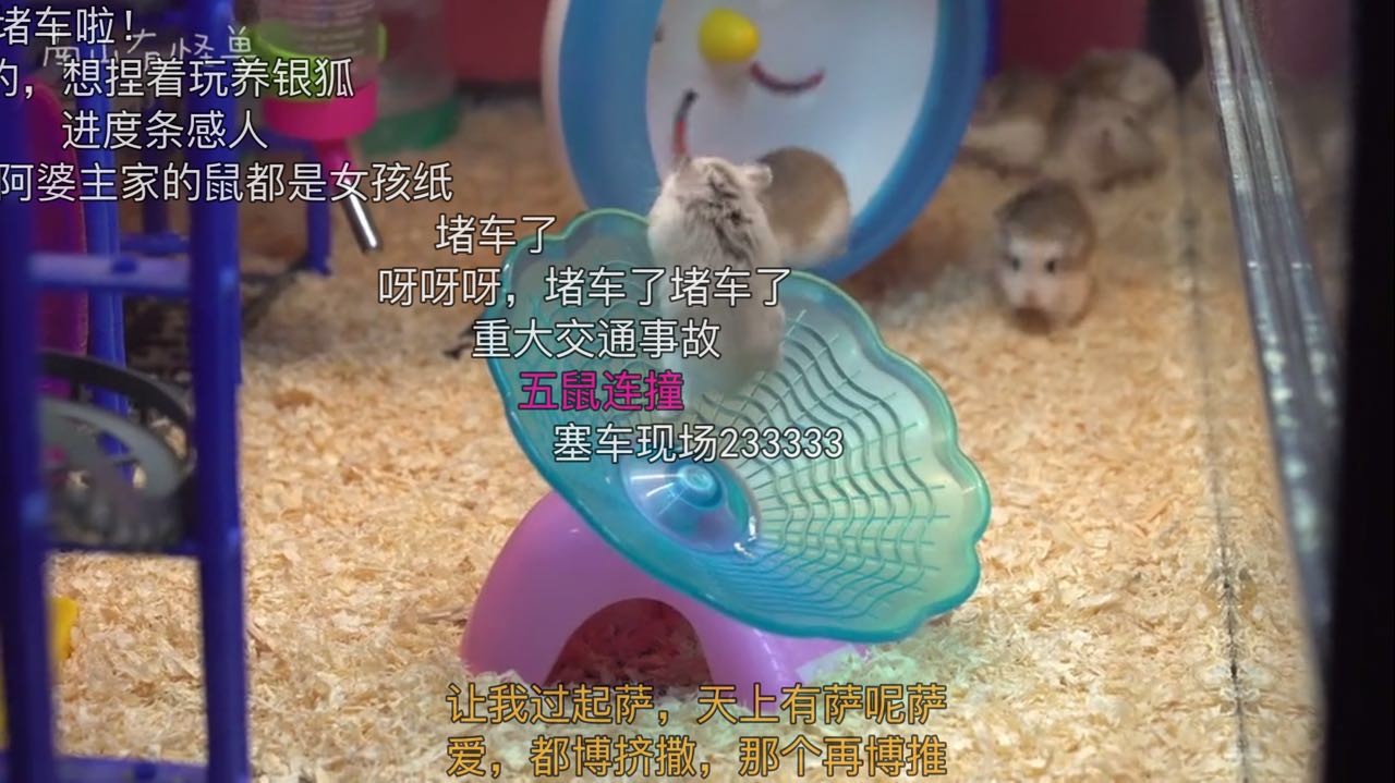 惊喜日三：跟着养仓鼠大神-南山有怪兽，来一起看看高清镜头下仓鼠的小世界是什么样的~