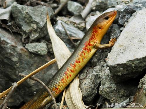 怀念小时候的玩具手枪,80后的童年农村男孩子玩的玩具