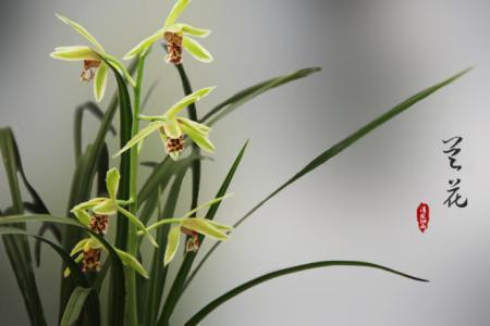 各种常见的花语,一些花的花语