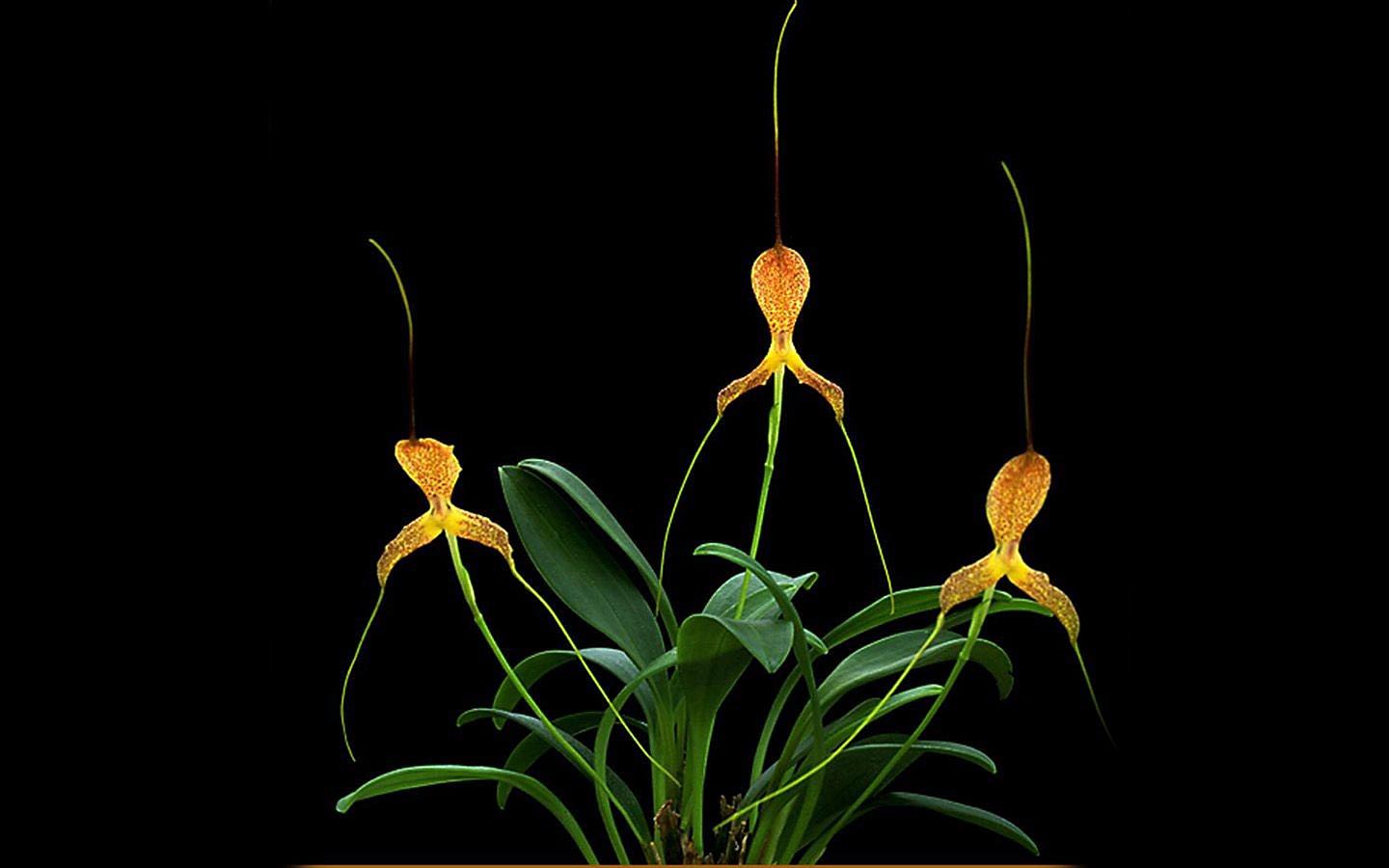 各种常见的花语,一些花的花语