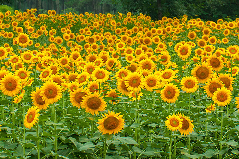 各种常见的花语,一些花的花语