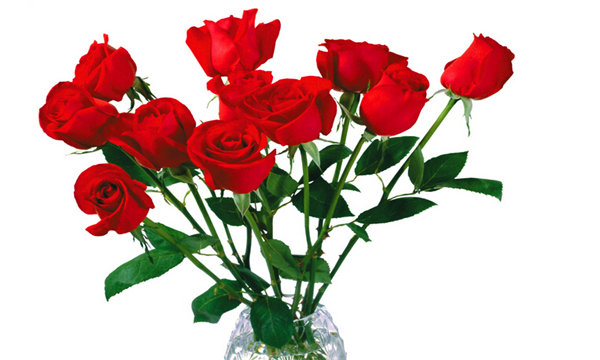 各种常见的花语,一些花的花语