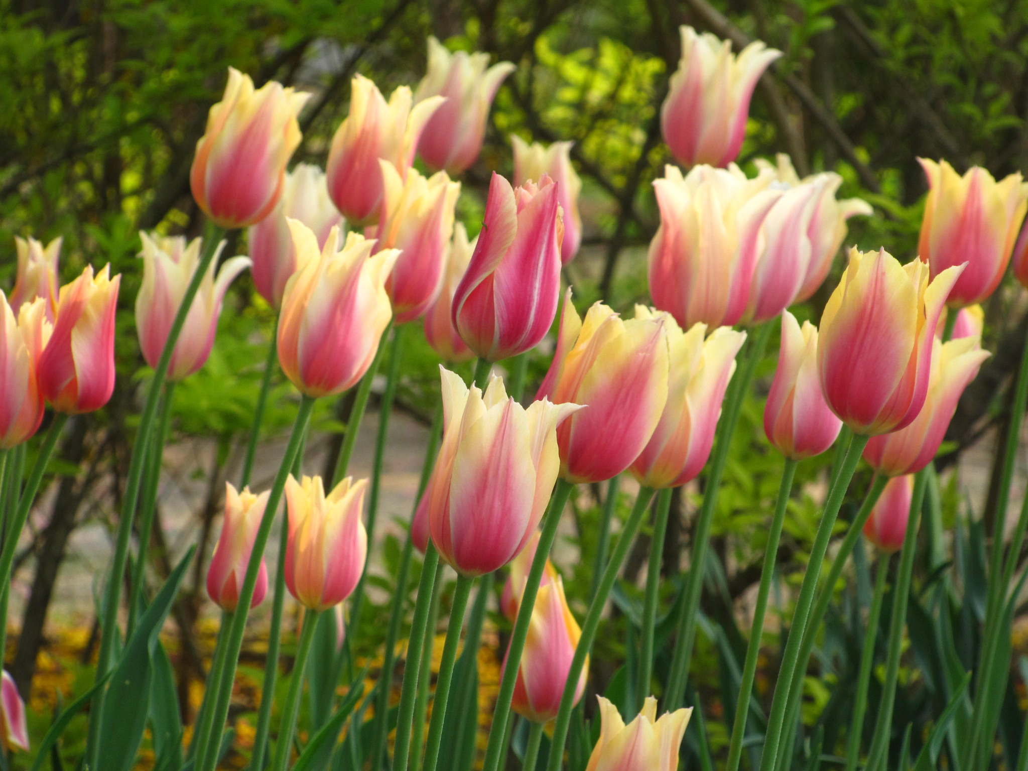 各种常见的花语,一些花的花语