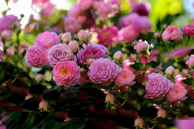 各种常见的花语,一些花的花语