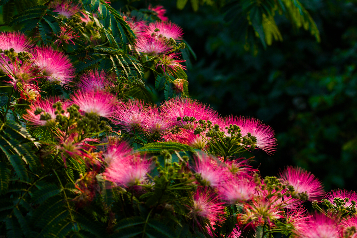 各种常见的花语,一些花的花语