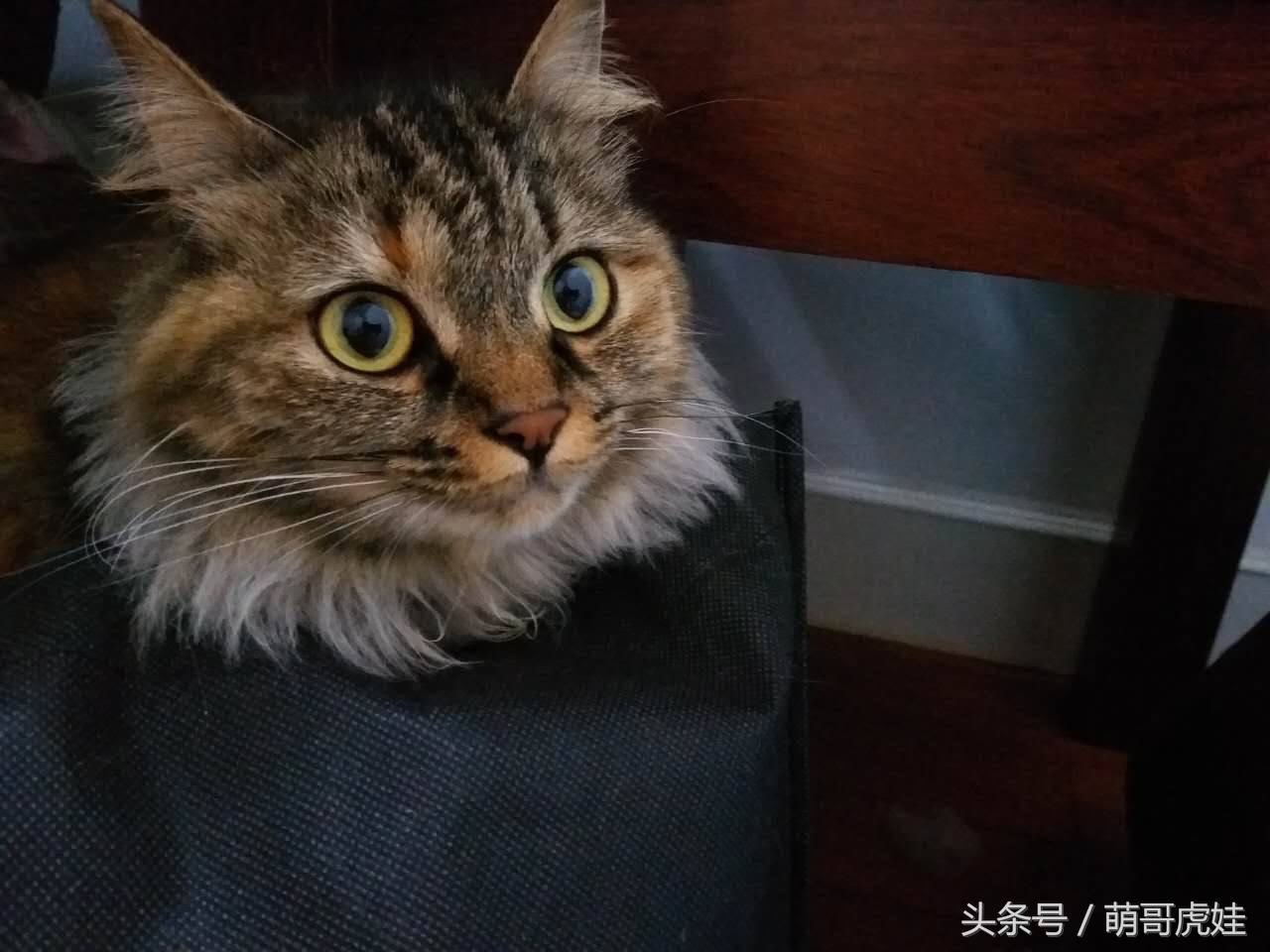 铲屎官被猫抓然后给猫咪头发剃了,铲屎官给狗子剪毛