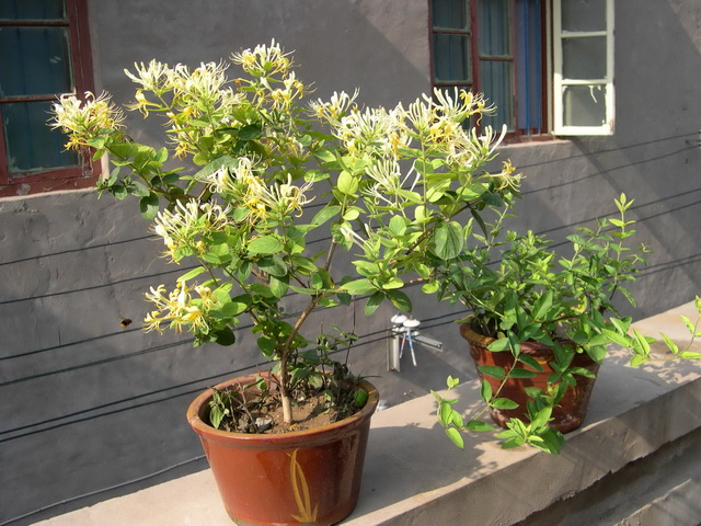 阳台养花三宝,阳台三角梅治愈