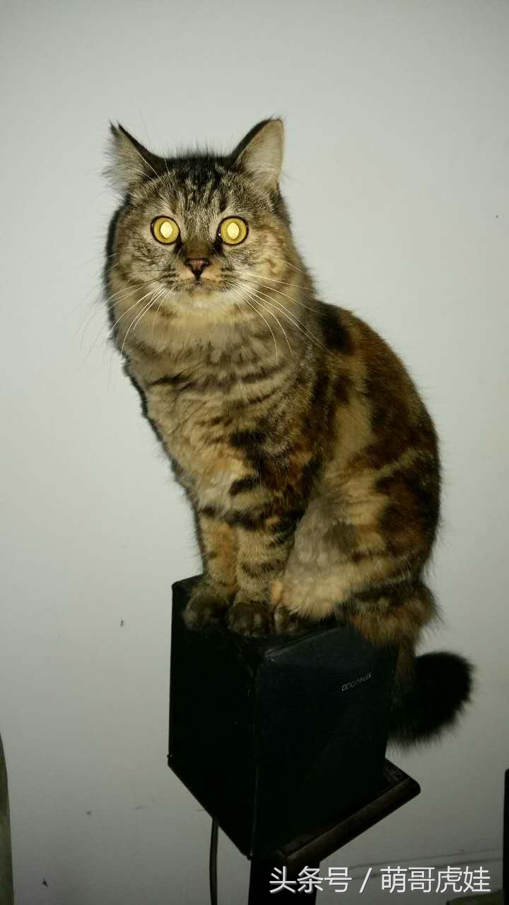 铲屎官被猫抓然后给猫咪头发剃了,铲屎官给狗子剪毛