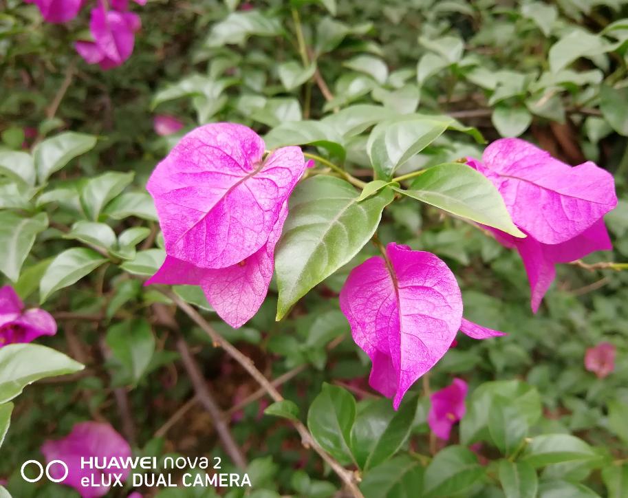 华为nova2拍照效果,华为nova2评测