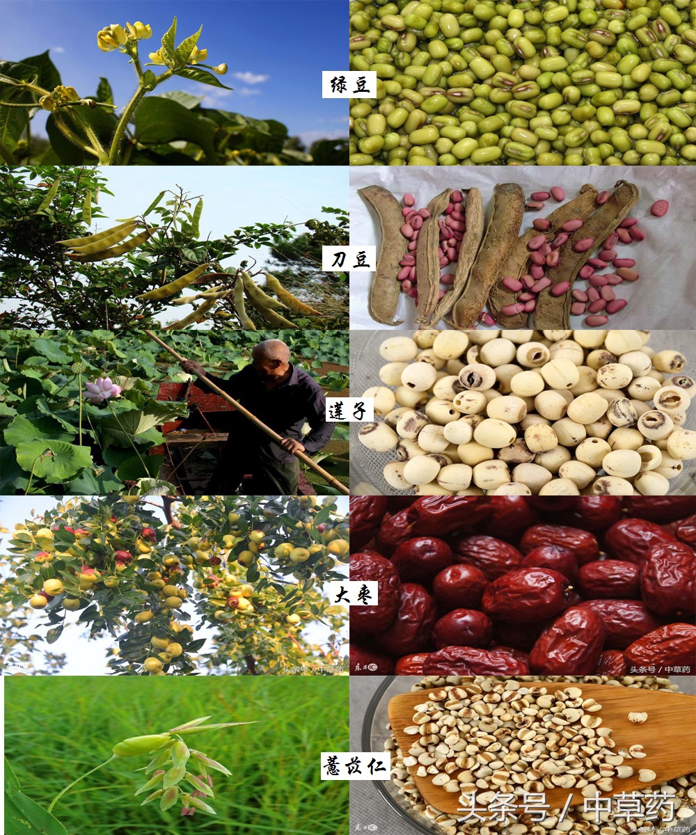 药性歌括四百味讲解视频,药性歌括四百味2