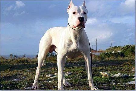 实战猎犬超大杜高犬,如何训练杜高对猎物的兴趣