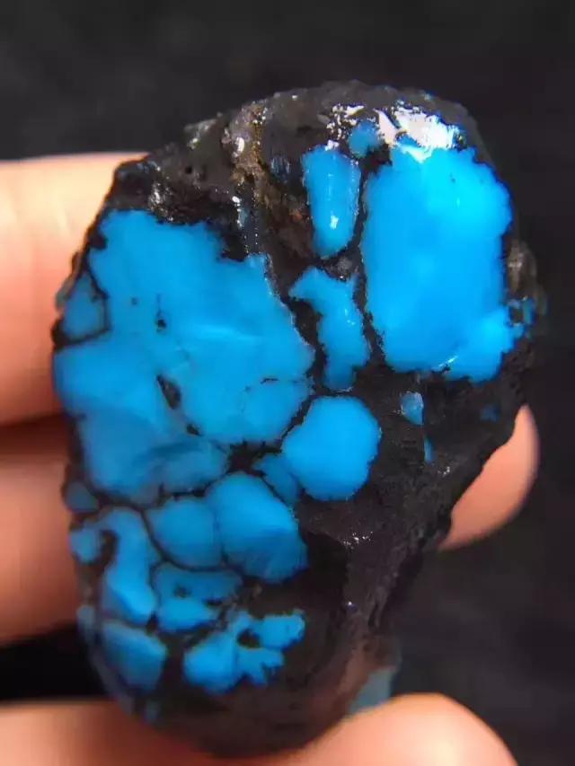 湖北松菌最多的地方,湖北松是什么意思