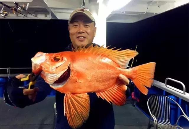 《一啸渔乐》常见的海鱼你认识多少?