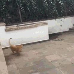 鱼缸养虾视频,鱼缸养大眼贼虾