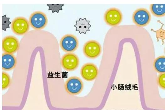 奶茶店益力多的价格表,奶茶店益力多怎么分层