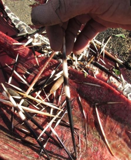 5米长的巨蟒离奇死亡，剥开肚子探索真相后惨不忍睹