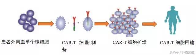 car-t最新治愈进展,三分钟深度了解cart疗法