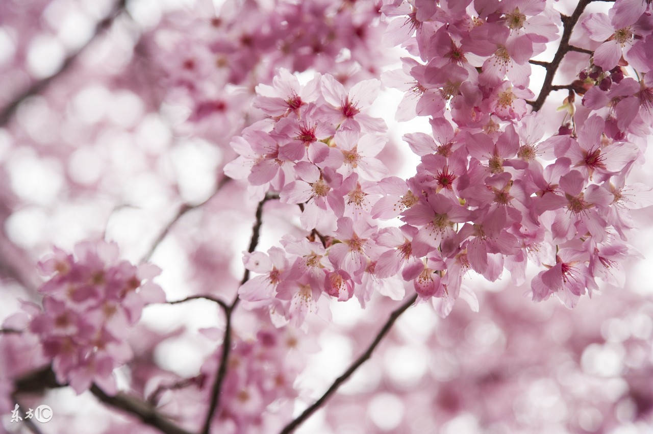 闻香识美人在线阅读,闻香识美人探戈
