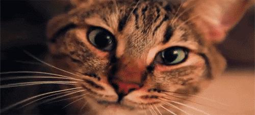 被猫抓伤了需要打疫苗吗,孕期被猫咪抓伤需要打疫苗吗