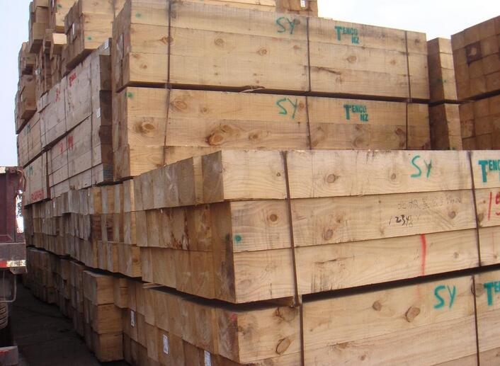 辐射松哪里来,辐射松生长特点是什么