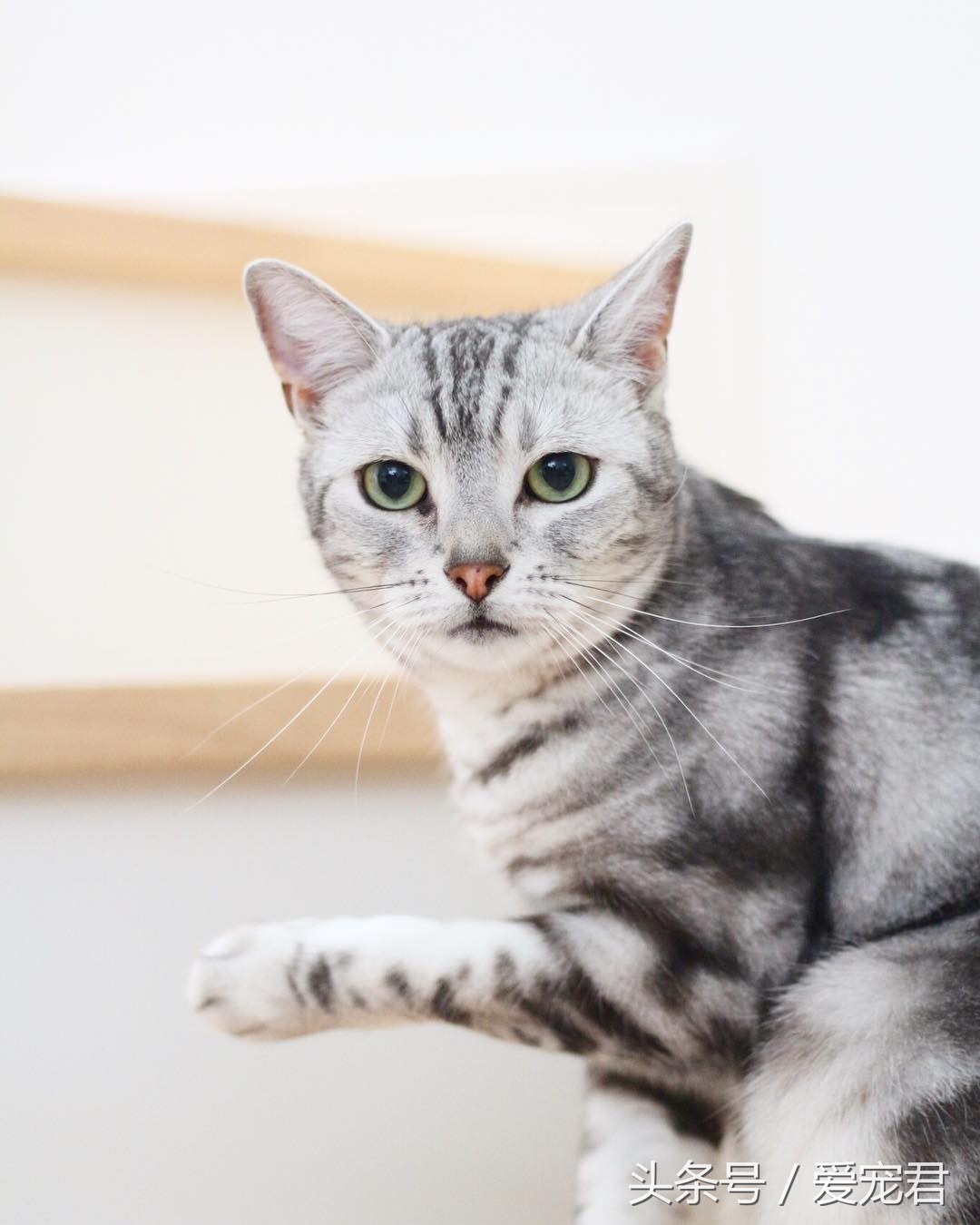 猫咪冷知识什么意思,猫咪冷知识开头素材