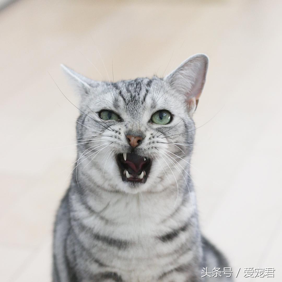 猫咪冷知识什么意思,猫咪冷知识开头素材