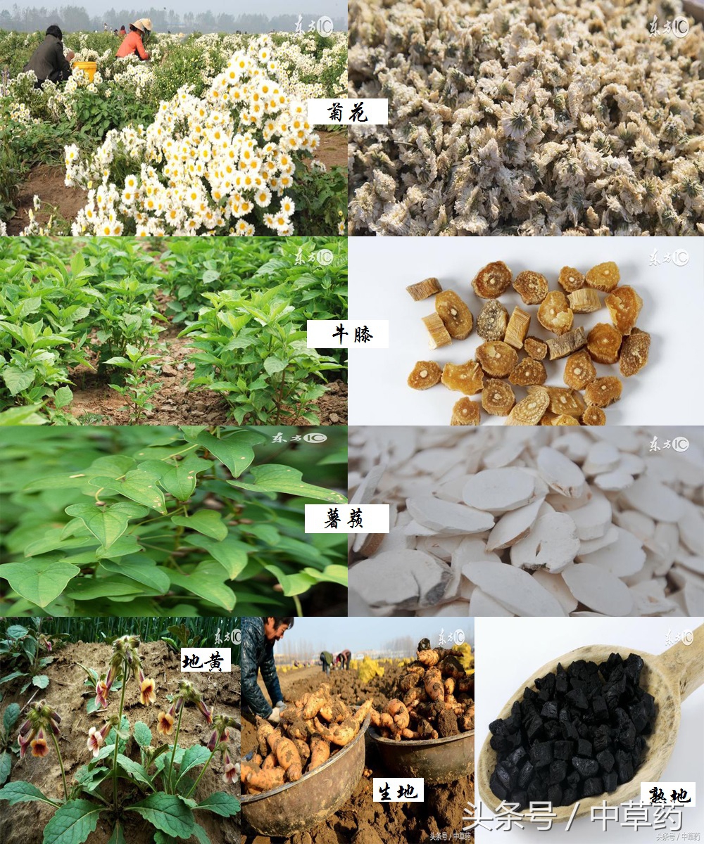 药性歌括四百味讲解视频,药性歌括四百味2