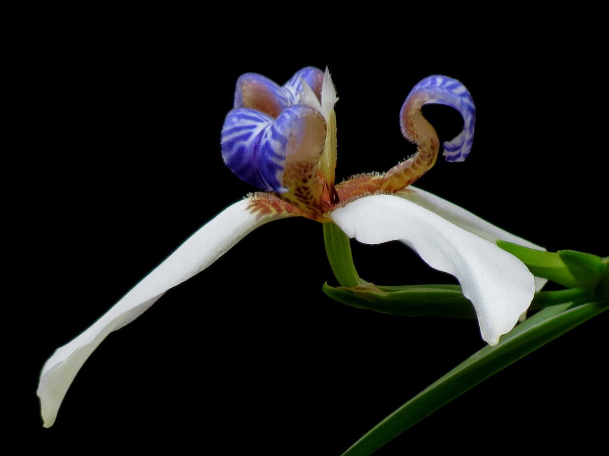 各种常见的花语,一些花的花语