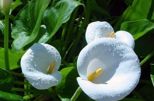 各种常见的花语,一些花的花语