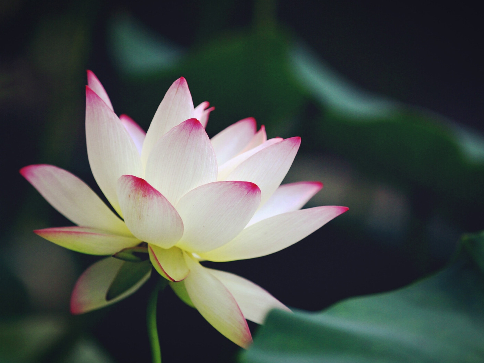 各种常见的花语,一些花的花语