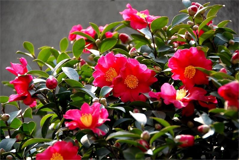 各种常见的花语,一些花的花语