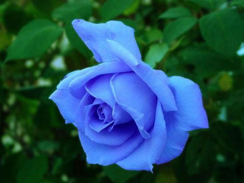 各种常见的花语,一些花的花语