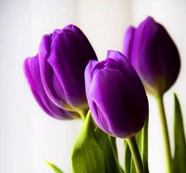 各种常见的花语,一些花的花语