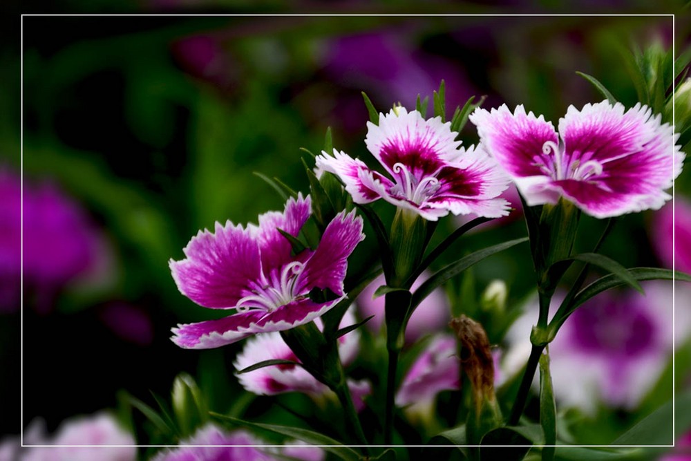 各种常见的花语,一些花的花语