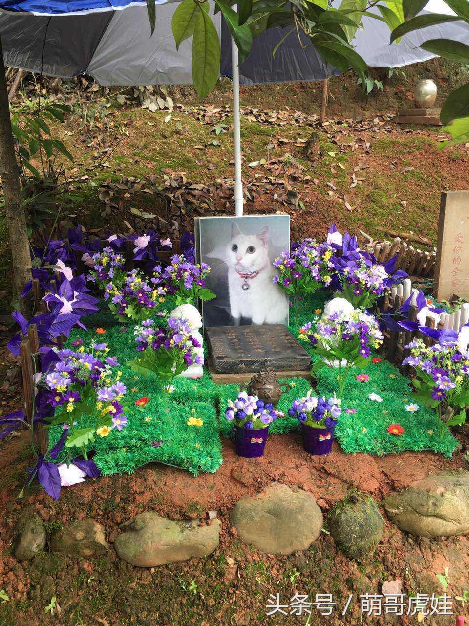 铲屎官被猫抓然后给猫咪头发剃了,铲屎官给狗子剪毛