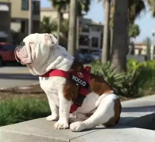 英斗怎么养,英斗如何养