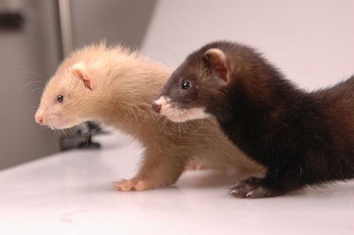 安格鲁宠物貂吃啥,安格鲁宠物貂寿命