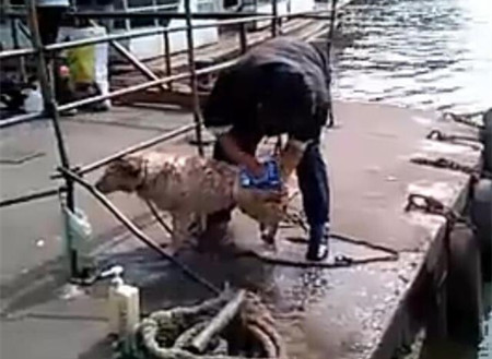 洗狗的方式,主人给狗狗洗澡太搞笑了