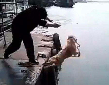 洗狗的方式,主人给狗狗洗澡太搞笑了