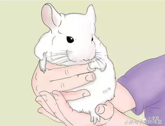 养龙猫安全吗,养龙猫最怕夏天热死吗