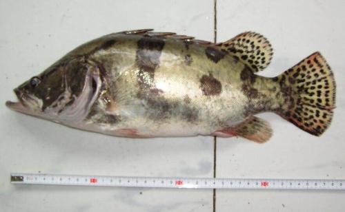 炒麻辣鱼片的家常做法,青椒炒鱼片的做法大全