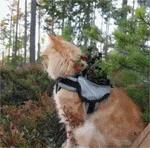 鍙互鎷夐洩姗囩殑鐚挭,浼氭媺闆﹪鐨勭尗