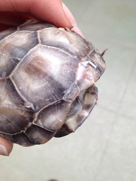 乌龟常见疾病怎么治,乌龟常见疾病解决方法