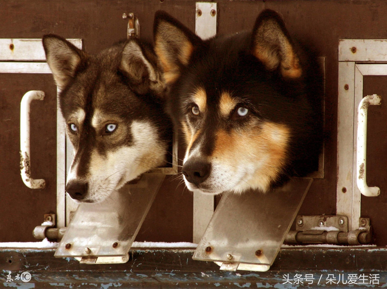 关于哈士奇的搞笑视频,关于哈士奇的视频